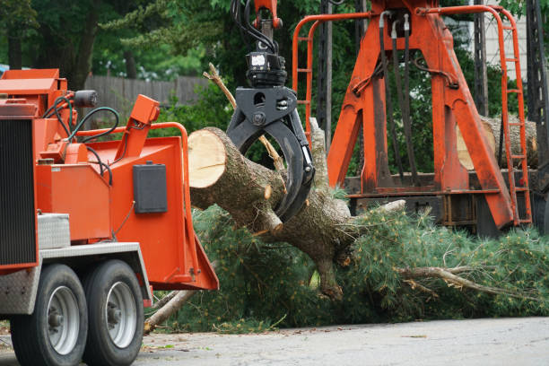 Best Hazardous Tree Removal  in Oakley, KS